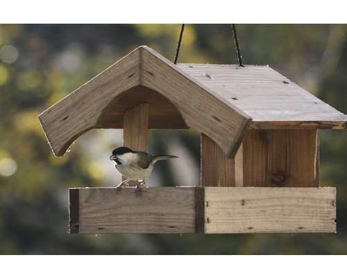 Vogel auf einem Holz Vogelhaus mit Dach