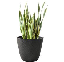 Sansevieria in einem dunklen Pflanzgefäß