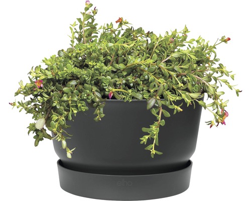 Pflanze in einem Blumentopf mit Untersetzer