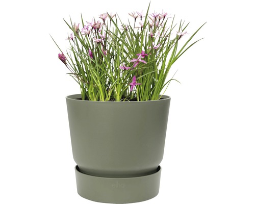 Pot de fleurs avec plantes fleuries