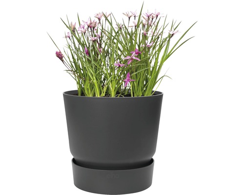 Pot de fleurs avec plante