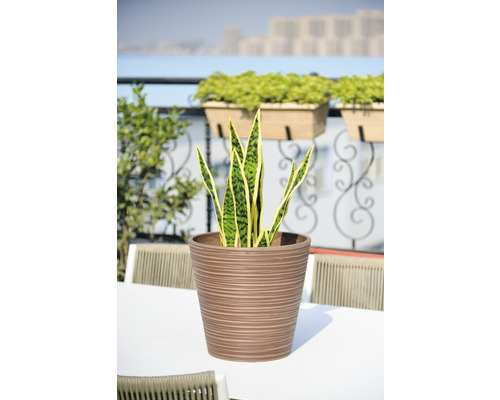 Plante d''intérieur dans un pot de fleurs marron sur une table