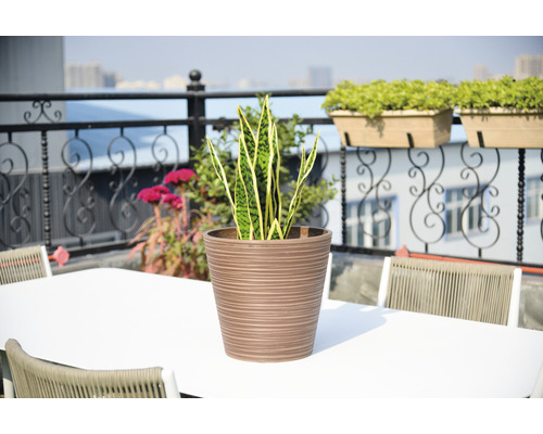 Lierre d''intérieur dans un pot de fleurs rainuré sur une table à l''extérieur