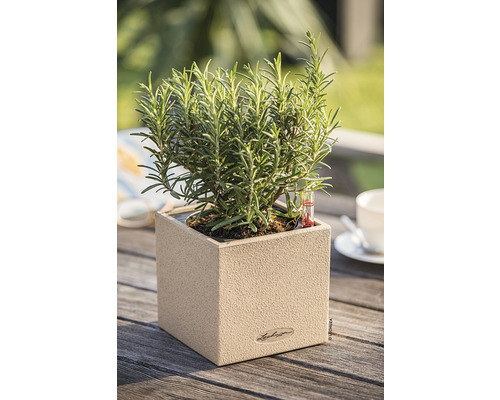 Rosmarin in einem Lechuza Pflanzgefäß auf einem Holztisch