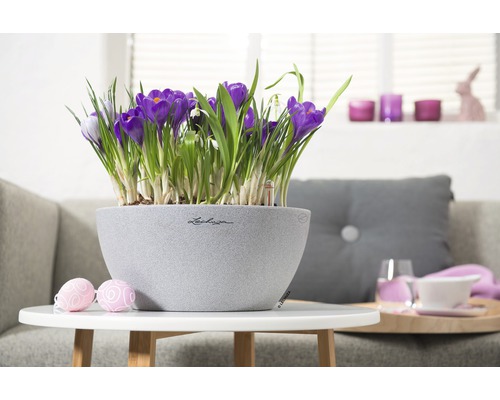 Crocus décoratifs dans un pot gris sur une table