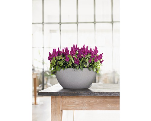 Fleurs de célosie dans un pot de fleurs Lechuza gris sur une table en bois