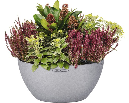 Bepflanzter Topf mit Heidekraut und verschiedenen Pflanzen