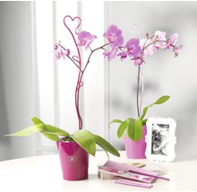 Deux orchidées Phalaenopsis en pot avec des tuteurs en forme de cœur