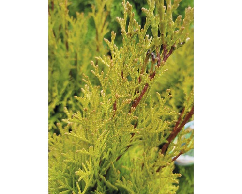 Gros plan d''une plante de thuya