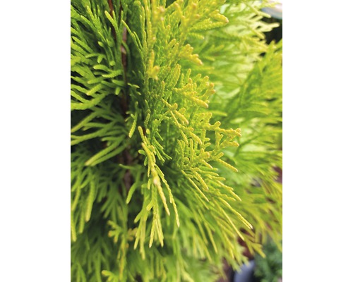 Gros plan sur des branches de thuya