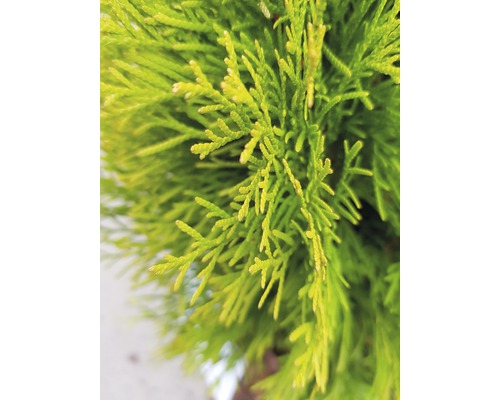 Gros plan sur un cyprès de Thuja