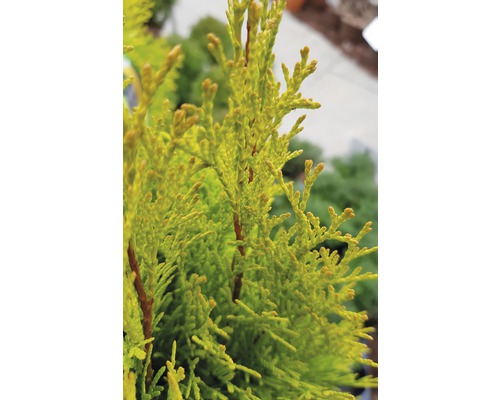 Gros plan d''un thuya dans le jardin.