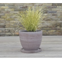 Herbe dans un pot de fleurs avec soucoupe devant un mur de pierre