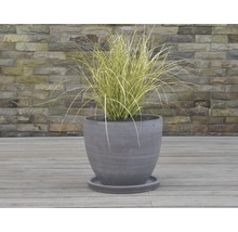 Plante décorative dans un pot avec soucoupe sur une terrasse en bois devant un mur en pierre