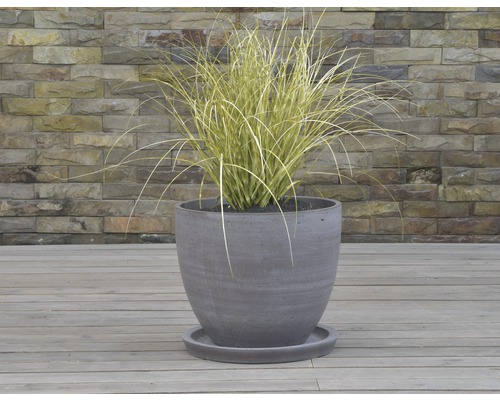 Plante décorative dans un pot avec soucoupe sur une terrasse en bois devant un mur en pierre