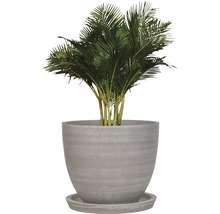 Palmier areca dans un pot de fleurs avec soucoupe