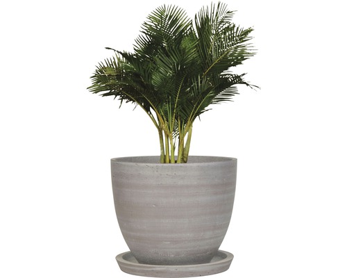 Palmier areca dans un pot de fleurs avec soucoupe