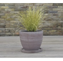Plante en pot avec soucoupe sur terrasse en bois