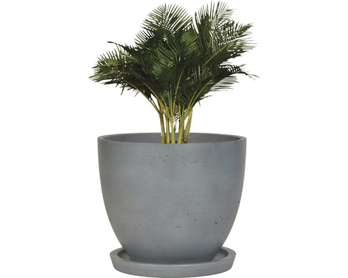 Plante d''intérieur dans un pot de fleurs rond avec soucoupe