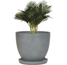 Plante en pot avec soucoupe