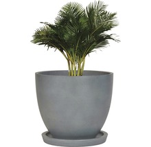Palme im Topf mit Untersetzer