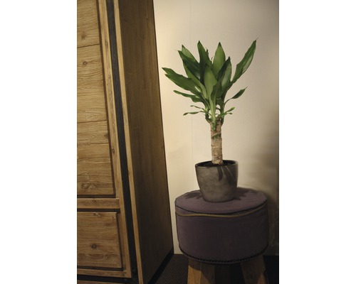 Plante dragonnier décorative en pot sur un tabouret, à côté d''une armoire