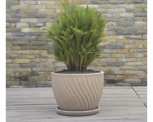 Zimmerpflanze in Keramiktopf für den Innenbereich