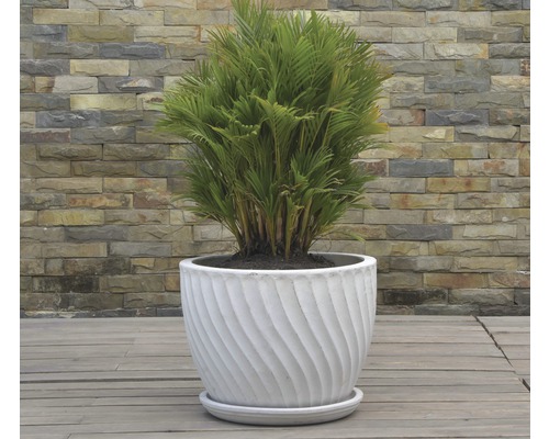 Pflanze in weißem Pflanzgefäß mit gewirbeltem Muster auf Holzterrasse