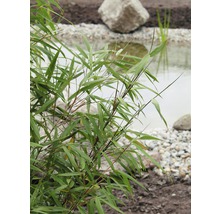 Bambuspflanze am Ufer eines Gartenteichs mit Steinen und Kies