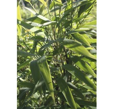 Plante de bambou avec des feuilles vertes