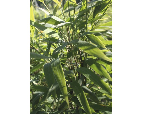 Bambou de jardin Fargesia murieliae 'Panda' ® h 80-100 cm Co 10 l