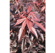 Feuilles d''érable japonais