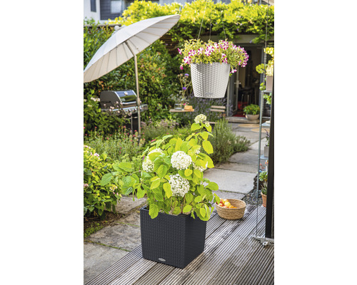 Szene eines Gartens mit einer Hortensie in einem Pflanzgefäß und einer Hängepflanze