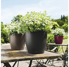 Drei Pflanzgefäße von Lechuza auf einem Gartentisch mit Gänseblümchen bepflanzt.