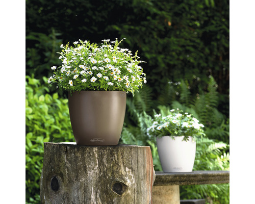 Deux pots de fleurs avec des marguerites dans le jardin.