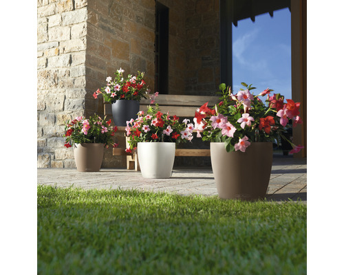 Arrangement de fleurs dans des pots devant le mur d''une maison