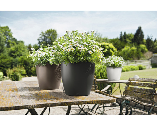 Drei Pflanzgefäße mit Margeriten auf einem Gartentisch