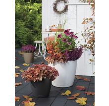 Dekorative Pflanzgefäße mit Herbstblumen auf einer Terrasse