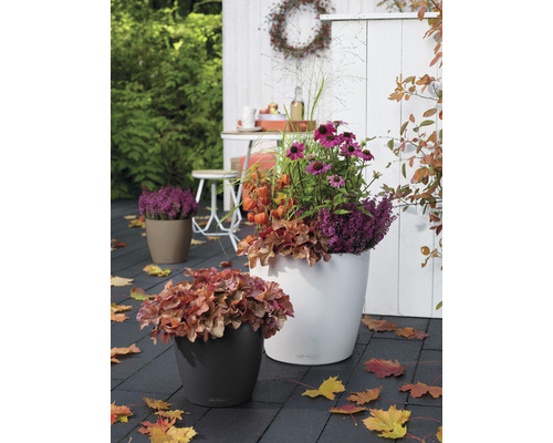 Dekorative Pflanzgefäße mit Herbstblumen auf einer Terrasse
