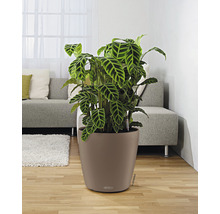 Zimmerpflanze Calathea in einem Lechuza Blumentopf im Wohnzimmer.