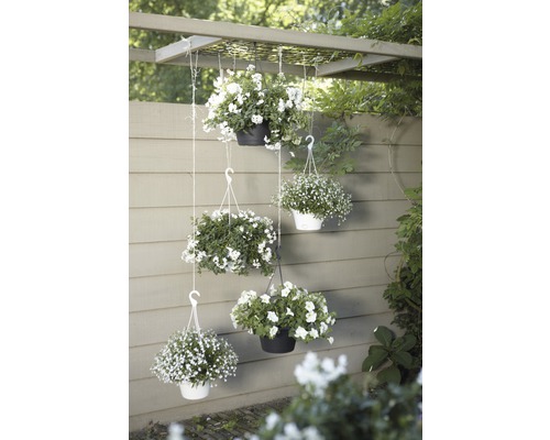 Dekorative Hängekörbe mit weißen Blumen, angeordnet an einer Pergola im Garten.