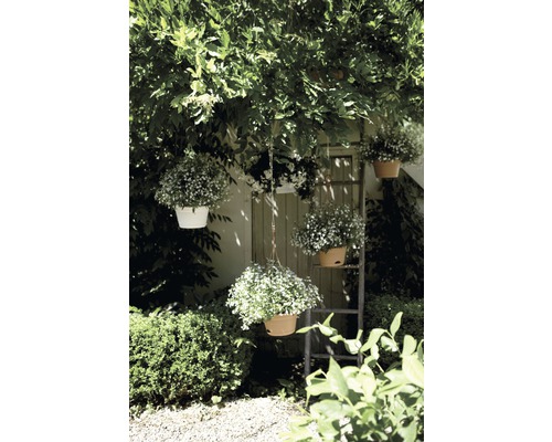 Gartenansicht mit hängenden Blumentöpfen und Leiter an einer Wand