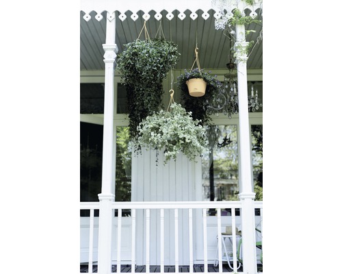 Veranda mit hängenden Grünpflanzen und weißen Holzelementen