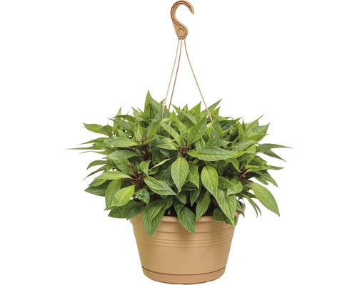 Hängepflanze in einem Topf mit Aufhängevorrichtung