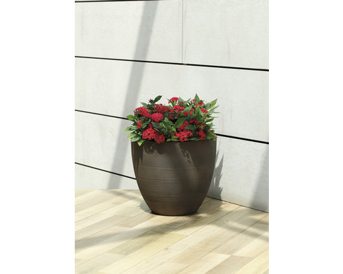 Pot de fleurs avec plante rouge sur plancher en bois