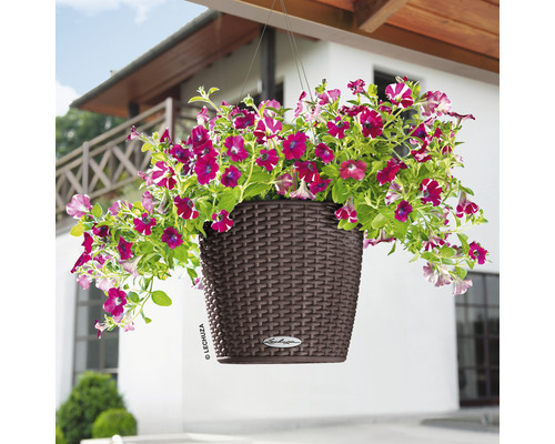 Jardinière suspendue avec pétunias devant une maison