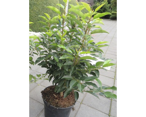 Laurier du Portugal FloraSelf Prunus lusitanica 'Angustifolia' h 60-80 cm Co 5 l quantité minimale de commande 25 pces pour une haie d'environ 10 m Laurier-cerise en pot pour le jardin