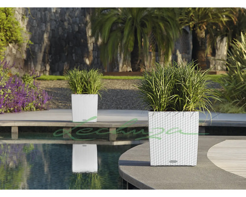 Zwei weiße Pflanzgefäße mit Pflanzen in einem Garten am Pool