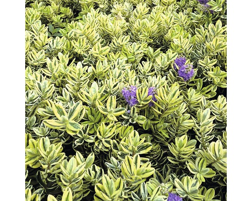 L''image montre une plante de haie avec des fleurs violettes.