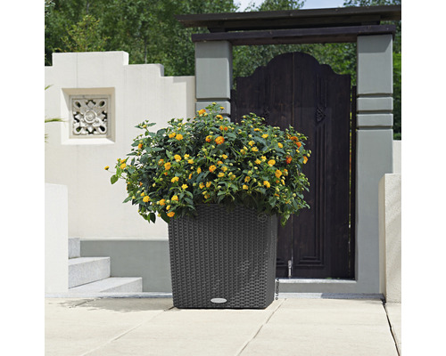 Jardinière décorative avec plantes à fleurs jaunes à l''extérieur.